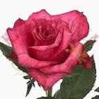 Przedsiębiorstwo 5 wizerunek AA KWIACIARNIA INTERNETOWA IZA Kwiaciarnie w Gliwice SL