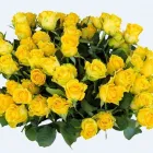 Przedsiębiorstwo 1 wizerunek AGA FLOWERS KWIACIARNIA DOM MODY KLIF Kwiaciarnie w Warszawa MZ