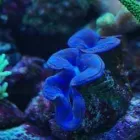 Przedsiębiorstwo 1 wizerunek AKWA MARIN OLIVIER OSSYWA Zoologiczne Sklepy w Kraków MA