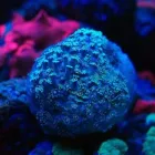 Przedsiębiorstwo 2 wizerunek AKWA MARIN OLIVIER OSSYWA Zoologiczne Sklepy w Kraków MA