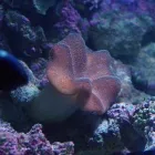 Przedsiębiorstwo 3 wizerunek AKWA MARIN OLIVIER OSSYWA Zoologiczne Sklepy w Kraków MA