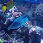 Przedsiębiorstwo 4 wizerunek AKWA MARIN OLIVIER OSSYWA Zoologiczne Sklepy w Kraków MA