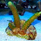 Przedsiębiorstwo 5 wizerunek AKWA MARIN OLIVIER OSSYWA Zoologiczne Sklepy w Kraków MA