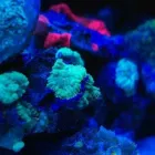 Przedsiębiorstwo 7 wizerunek AKWA MARIN OLIVIER OSSYWA Zoologiczne Sklepy w Kraków MA