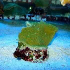 Przedsiębiorstwo 10 wizerunek AKWA MARIN OLIVIER OSSYWA Zoologiczne Sklepy w Kraków MA