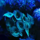 Przedsiębiorstwo 11 wizerunek AKWA MARIN OLIVIER OSSYWA Zoologiczne Sklepy w Kraków MA