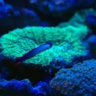 Przedsiębiorstwo 12 wizerunek AKWA MARIN OLIVIER OSSYWA Zoologiczne Sklepy w Kraków MA