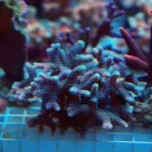 Przedsiębiorstwo 13 wizerunek AKWA MARIN OLIVIER OSSYWA Zoologiczne Sklepy w Kraków MA