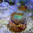 Przedsiębiorstwo 14 wizerunek AKWA MARIN OLIVIER OSSYWA Zoologiczne Sklepy w Kraków MA