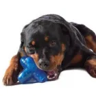 Przedsiębiorstwo 1 wizerunek ALL4PETS Zoologiczne Sklepy w Wrocław DS