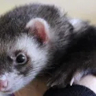 Przedsiębiorstwo 1 wizerunek ANIMALS CENTRUM PRZYCHODNIA WETERYNARYJNA Weterynaria - Usługi w Katowice SL