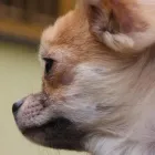 Przedsiębiorstwo 3 wizerunek ANIMALS CENTRUM PRZYCHODNIA WETERYNARYJNA Weterynaria - Usługi w Katowice SL