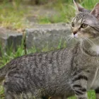 Przedsiębiorstwo 4 wizerunek ANIMALS CENTRUM PRZYCHODNIA WETERYNARYJNA Weterynaria - Usługi w Katowice SL