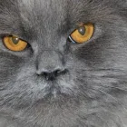 Przedsiębiorstwo 6 wizerunek ANIMALS CENTRUM PRZYCHODNIA WETERYNARYJNA Weterynaria - Usługi w Katowice SL