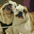 Przedsiębiorstwo 7 wizerunek ANIMALS CENTRUM PRZYCHODNIA WETERYNARYJNA Weterynaria - Usługi w Katowice SL