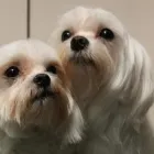 Przedsiębiorstwo 8 wizerunek ANIMALS CENTRUM PRZYCHODNIA WETERYNARYJNA Weterynaria - Usługi w Katowice SL