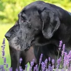 Przedsiębiorstwo 10 wizerunek ANIMALS CENTRUM PRZYCHODNIA WETERYNARYJNA Weterynaria - Usługi w Katowice SL