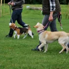 Przedsiębiorstwo 5 wizerunek APORT-PROFESJONALNE SZKOLENIE PSÓW WROCŁAW/KIEŁCZÓW Noclegi, Kwatery Prywatne w Wrocław DS