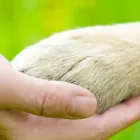 Przedsiębiorstwo 14 wizerunek CENTRUM WETERYNARYJNE EKOVET Zoologiczne Sklepy w Wrocław DS
