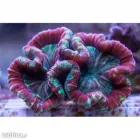 Przedsiębiorstwo 2 wizerunek CORALHOUSE KONRAD SOKALSKI Zoologiczne Sklepy w Bielawa DS