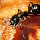 Przedsiębiorstwo 1 wizerunek DDD ROBAK Weterynaria - Usługi w Mińsk Mazowiecki MZ