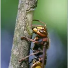 Przedsiębiorstwo 2 wizerunek DDD ROBAK Weterynaria - Usługi w Mińsk Mazowiecki MZ