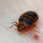 Przedsiębiorstwo 4 wizerunek DDD ROBAK Weterynaria - Usługi w Mińsk Mazowiecki MZ