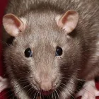 Przedsiębiorstwo 6 wizerunek DDD ROBAK Weterynaria - Usługi w Mińsk Mazowiecki MZ