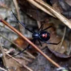 Przedsiębiorstwo 7 wizerunek DDD ROBAK Weterynaria - Usługi w Mińsk Mazowiecki MZ