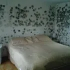 Przedsiębiorstwo 2 wizerunek DERTY SERWIS ODGRZYBIANIE I OSUSZANIE Kategoria w Warszawa MZ