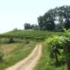 Przedsiębiorstwo 1 wizerunek DOBREWINA.PL TYCHY, UL DARWINA 15 Spożywcze Artykuły - Produkcja, Hurt w Tychy SL