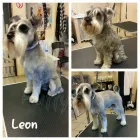 Przedsiębiorstwo 3 wizerunek EWELINA BEMBNOWICZ SALON STRZYŻENIA PSÓW FLUFFY DOG Zoologiczne Sklepy w Wrocław DS