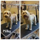 Przedsiębiorstwo 5 wizerunek EWELINA BEMBNOWICZ SALON STRZYŻENIA PSÓW FLUFFY DOG Zoologiczne Sklepy w Wrocław DS