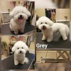Przedsiębiorstwo 8 wizerunek EWELINA BEMBNOWICZ SALON STRZYŻENIA PSÓW FLUFFY DOG Zoologiczne Sklepy w Wrocław DS