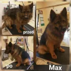 Przedsiębiorstwo 9 wizerunek EWELINA BEMBNOWICZ SALON STRZYŻENIA PSÓW FLUFFY DOG Zoologiczne Sklepy w Wrocław DS