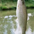 Przedsiębiorstwo 10 wizerunek FISCHLAND HURTOWNIA RYB Ryby, Rybne Przetwory - Hurt w Wrocław DS