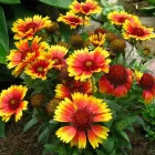 Przedsiębiorstwo 2 wizerunek FLORA OGRODY PAWEŁ PAJOR Ogrodnicze Artykuły, Sprzęt w Łódź LD