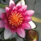 Przedsiębiorstwo 4 wizerunek FLORA OGRODY PAWEŁ PAJOR Ogrodnicze Artykuły, Sprzęt w Łódź LD