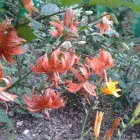 Przedsiębiorstwo 11 wizerunek FLORA OGRODY PAWEŁ PAJOR Ogrodnicze Artykuły, Sprzęt w Łódź LD