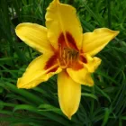 Przedsiębiorstwo 12 wizerunek FLORA OGRODY PAWEŁ PAJOR Ogrodnicze Artykuły, Sprzęt w Łódź LD