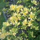 Przedsiębiorstwo 15 wizerunek FLORA OGRODY PAWEŁ PAJOR Ogrodnicze Artykuły, Sprzęt w Łódź LD