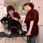 Przedsiębiorstwo 1 wizerunek FRYZJER DLA PSÓW APSIAK Zwierzęta Domowe - Hodowla, Pielęgnacja, Tresura w Warszawa MZ