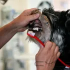 Przedsiębiorstwo 2 wizerunek FRYZJER DLA PSÓW APSIAK Zwierzęta Domowe - Hodowla, Pielęgnacja, Tresura w Warszawa MZ