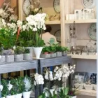 Przedsiębiorstwo 5 wizerunek HOME DESIGN FLOWERS Reklama - Agencje, Doradztwo w Końskie SK