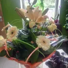 Przedsiębiorstwo 5 wizerunek KWIACIARNIA MAGNOLIA MONIKA GAJDA Kwiaciarnie w Sandomierz SK