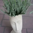 Przedsiębiorstwo 7 wizerunek KWIACIARNIA MIMOZJA MAŁGORZATA ŚWIERCZYŃSKA Szkło Ozdobne, Użytkowe - Produkcja, Hurt w Kielce SK