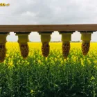 Przedsiębiorstwo 7 wizerunek MATKI PSZCZELE CARNICA.PL Pszczelarstwo - Pasieki w Wrocław DS