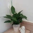 Przedsiębiorstwo 5 wizerunek MISTERIUM USŁUGI POGRZEBOWE AGNIESZKA BIAŁKOWSKA Pogrzebowe Usługi w Warszawa MZ