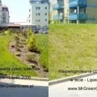 Przedsiębiorstwo 1 wizerunek MR. GREEN GRASS w Kraków MA