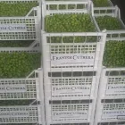 Przedsiębiorstwo 9 wizerunek OLIWA Z OLIWEK FRANTOI CUTRERA Restauracje - Kuchnia Grecka w Warszawa MZ